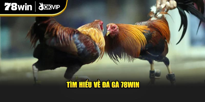 Tìm hiểu về Đá Gà 78Win